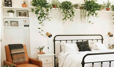 5 Bedroom Plants Improve Your Sleep